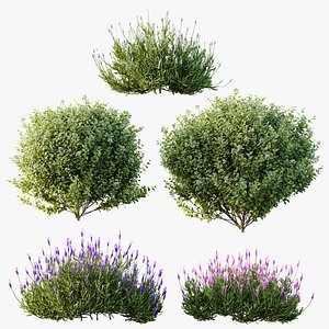 AV Flowering shrubs Lavandula Pedunculata and Ligustrum Ovalifolium Argenteum Aureum 3D model