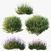 AV Flowering shrubs Lavandula Pedunculata and Ligustrum Ovalifolium Argenteum Aureum