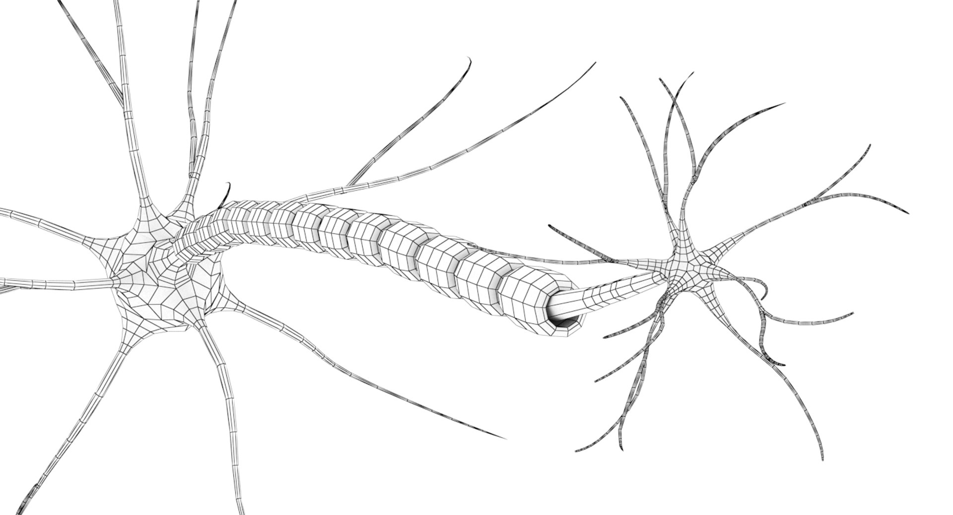 3D Neuron Cell Model - TurboSquid 1402771