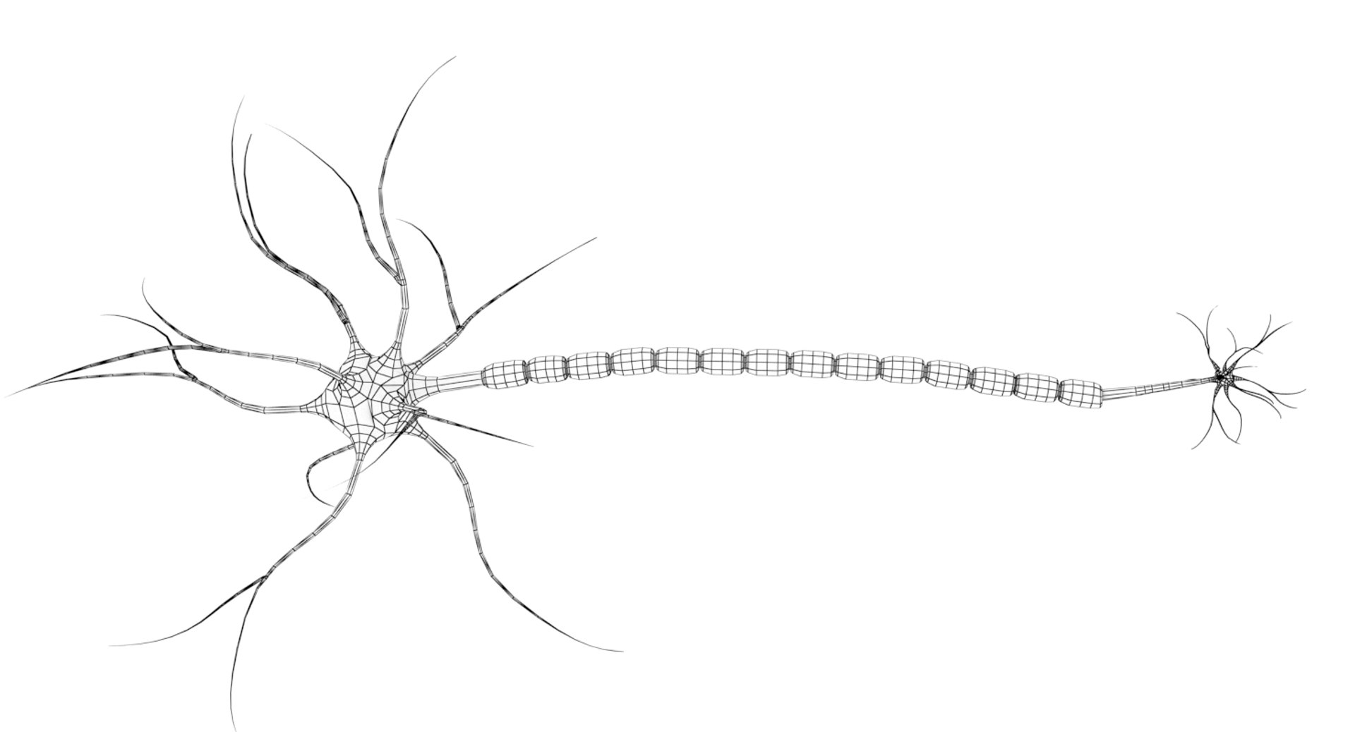 3D Neuron Cell Model - TurboSquid 1402771