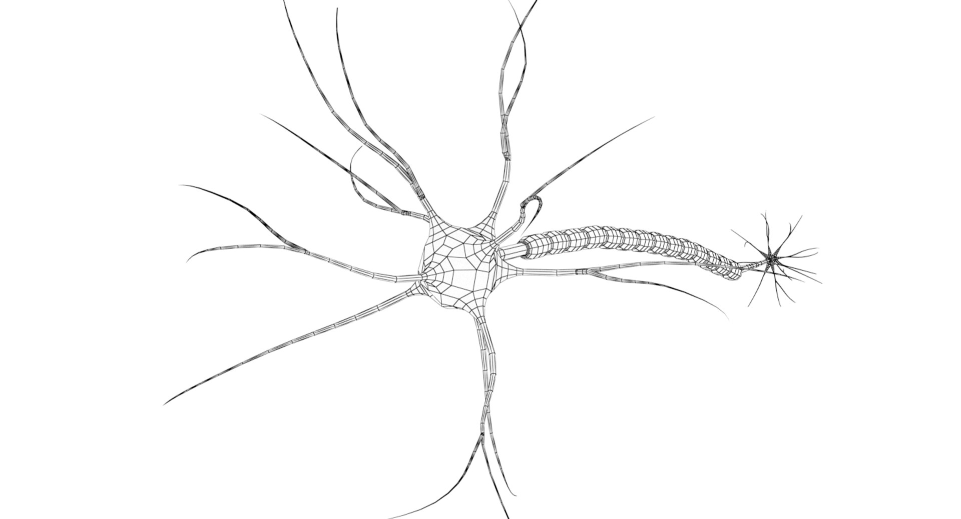 3D Neuron Cell Model - TurboSquid 1402771