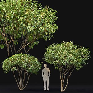 maple trees acer ginnala 3D model