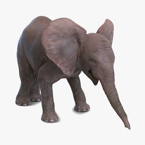 baby elephant pose 3 max