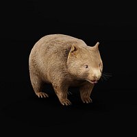 Wombat