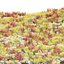 Wild Grass Low Poly Bundle 2024 Oltre 40 modelli