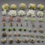 Wild Grass Low Poly Bundle 2024 Oltre 40 modelli