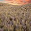 Wild Grass Low Poly Bundle 2024 Oltre 40 modelli