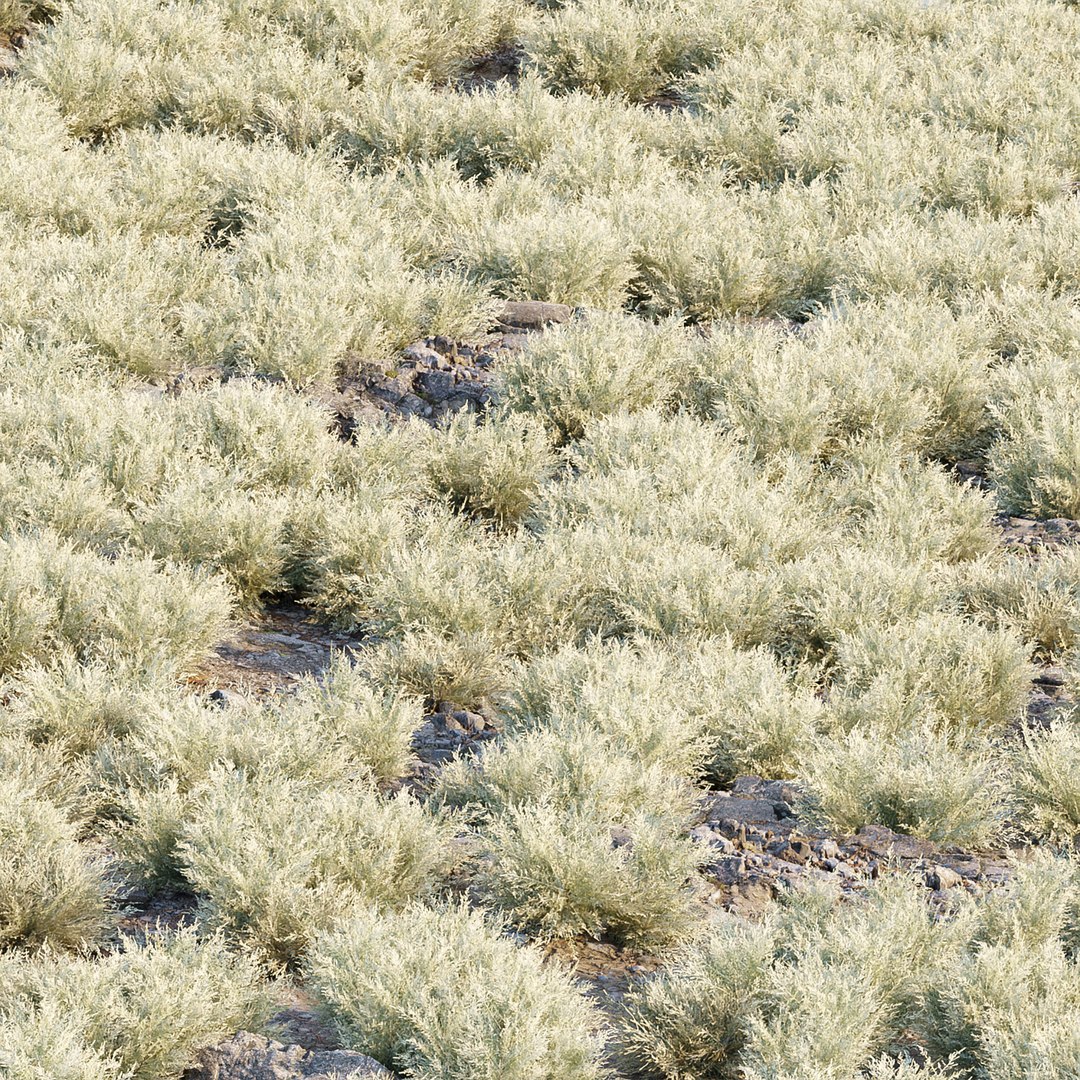 3D model Wild Grass Low Poly Bundle 2024  Over 40 Models https://p.turbosquid.com/ts-thumb/bi/qjoUYn/SL/12/jpg/1732888439/1920x1080/fit_q87/30870f7a50ebf23603478ac0510c386e79a0f153/12.jpg