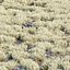 Wild Grass Low Poly Bundle 2024 Oltre 40 modelli