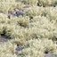 Wild Grass Low Poly Bundle 2024 Oltre 40 modelli