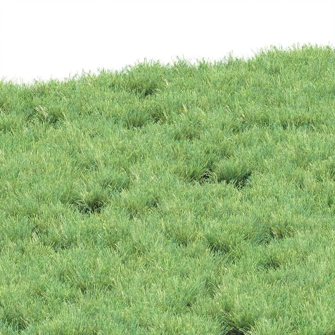 3D model Wild Grass Low Poly Bundle 2024  Over 40 Models https://p.turbosquid.com/ts-thumb/bi/qjoUYn/sX/15/jpg/1732888440/1920x1080/fit_q87/f1c18d5388ccc7da60319537887bf4e9305eb918/15.jpg