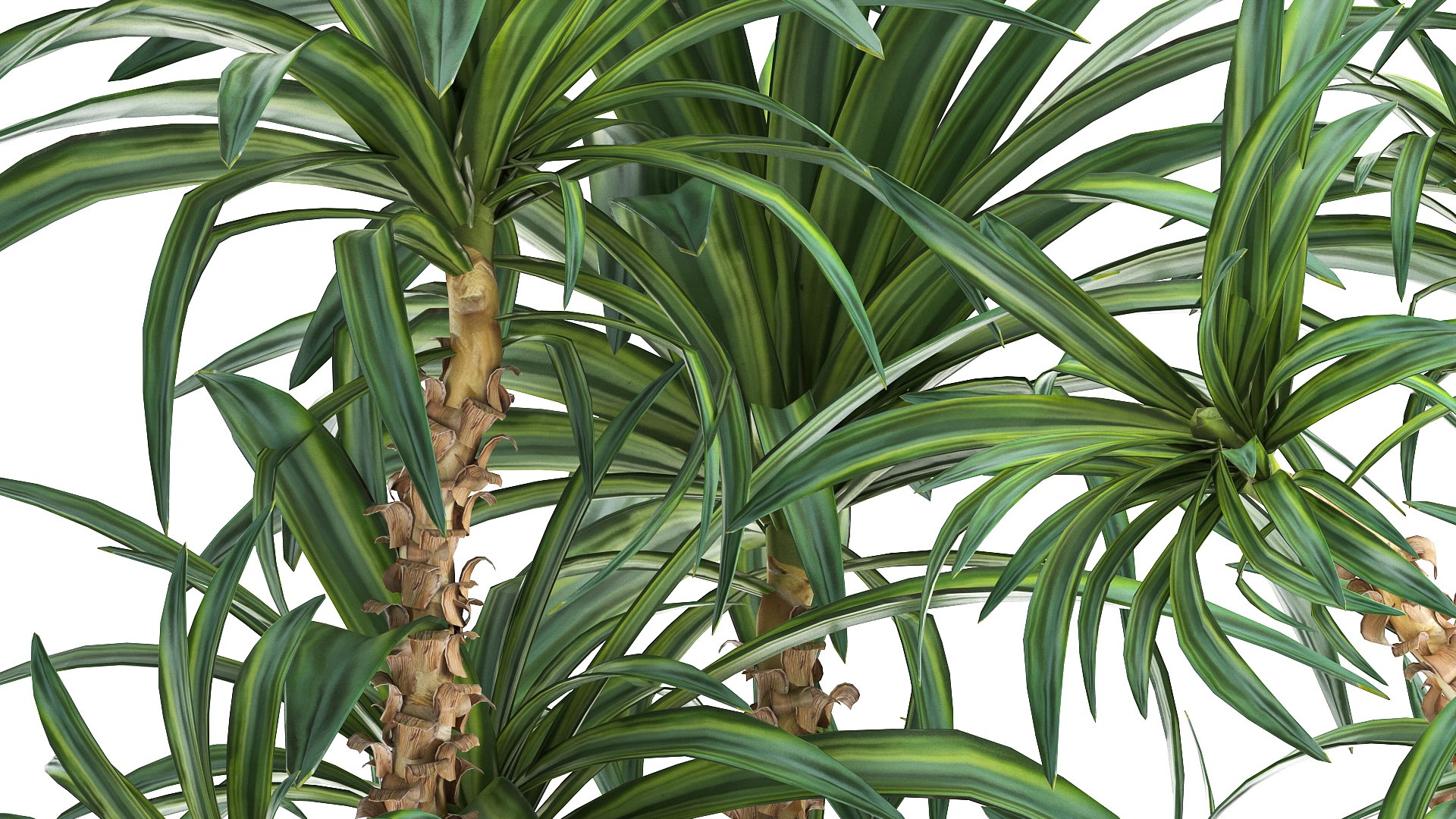 Dracaena in a flowerpot for the interior 1008 model https://p.turbosquid.com/ts-thumb/bj/94WS2h/9V/1plant2606202107/jpg/1624885908/1920x1080/fit_q87/d3b5d587b34a6b7e474e30d373820b569e63c8a9/1plant2606202107.jpg