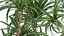 Dracaena in a flowerpot for the interior 1008