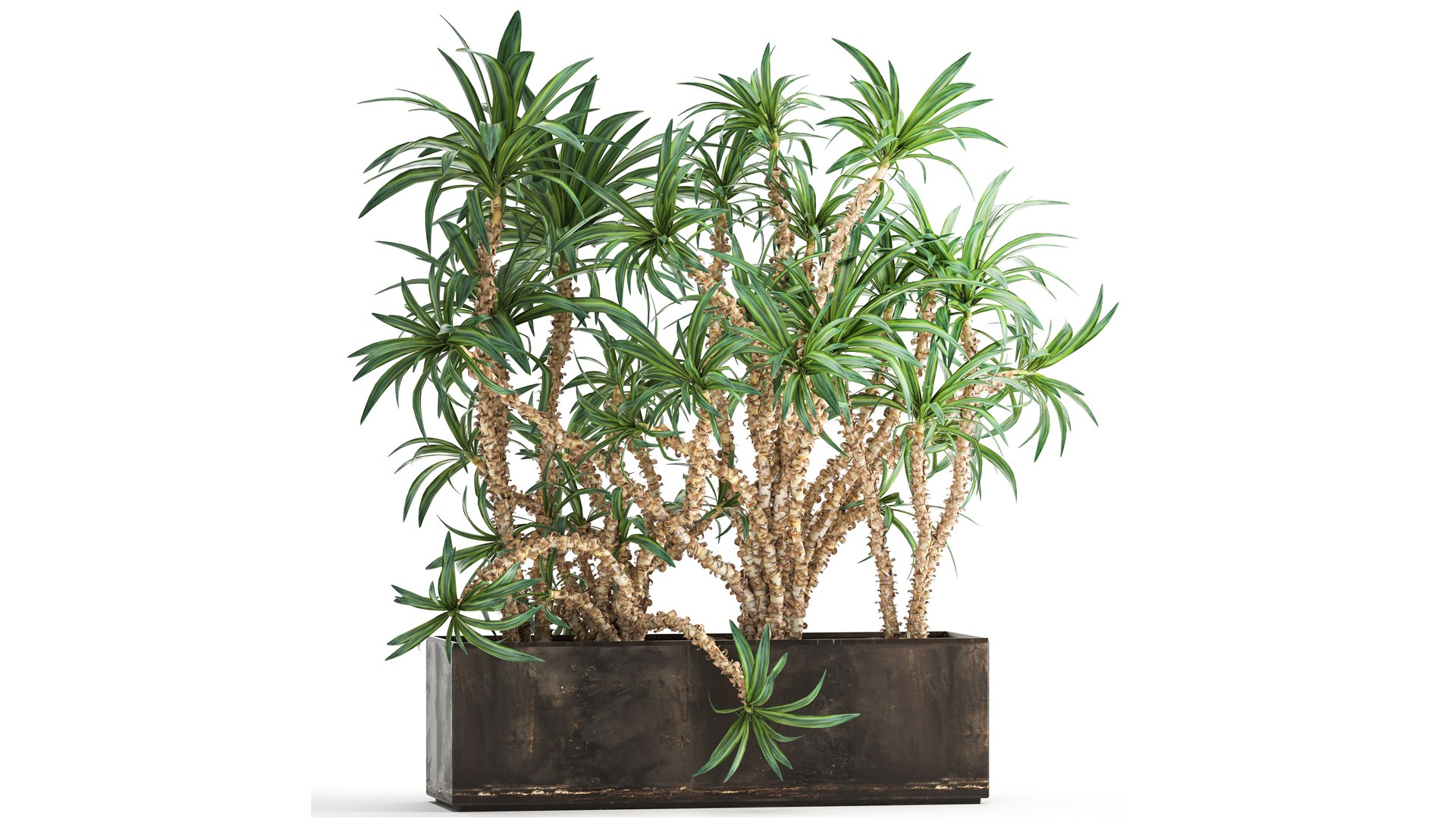 Dracaena in a flowerpot for the interior 1008 model https://p.turbosquid.com/ts-thumb/bj/94WS2h/BX/1plant2606202101/jpg/1624885845/1920x1080/fit_q87/f6014b9c44c60134e00b99df7c8564f41463828b/1plant2606202101.jpg