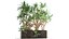 Dracaena in a flowerpot for the interior 1008