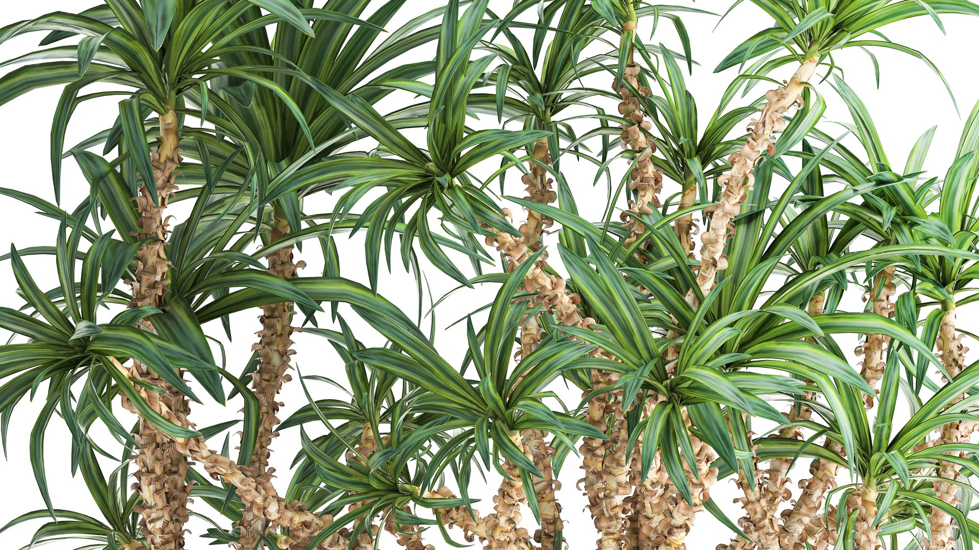 Dracaena in a flowerpot for the interior 1008 model https://p.turbosquid.com/ts-thumb/bj/94WS2h/LR/1plant2606202103/jpg/1624885908/1920x1080/fit_q87/b2b8ec0ce18f6e823d4eb74bc32642916da8d886/1plant2606202103.jpg