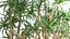 Dracaena in a flowerpot for the interior 1008