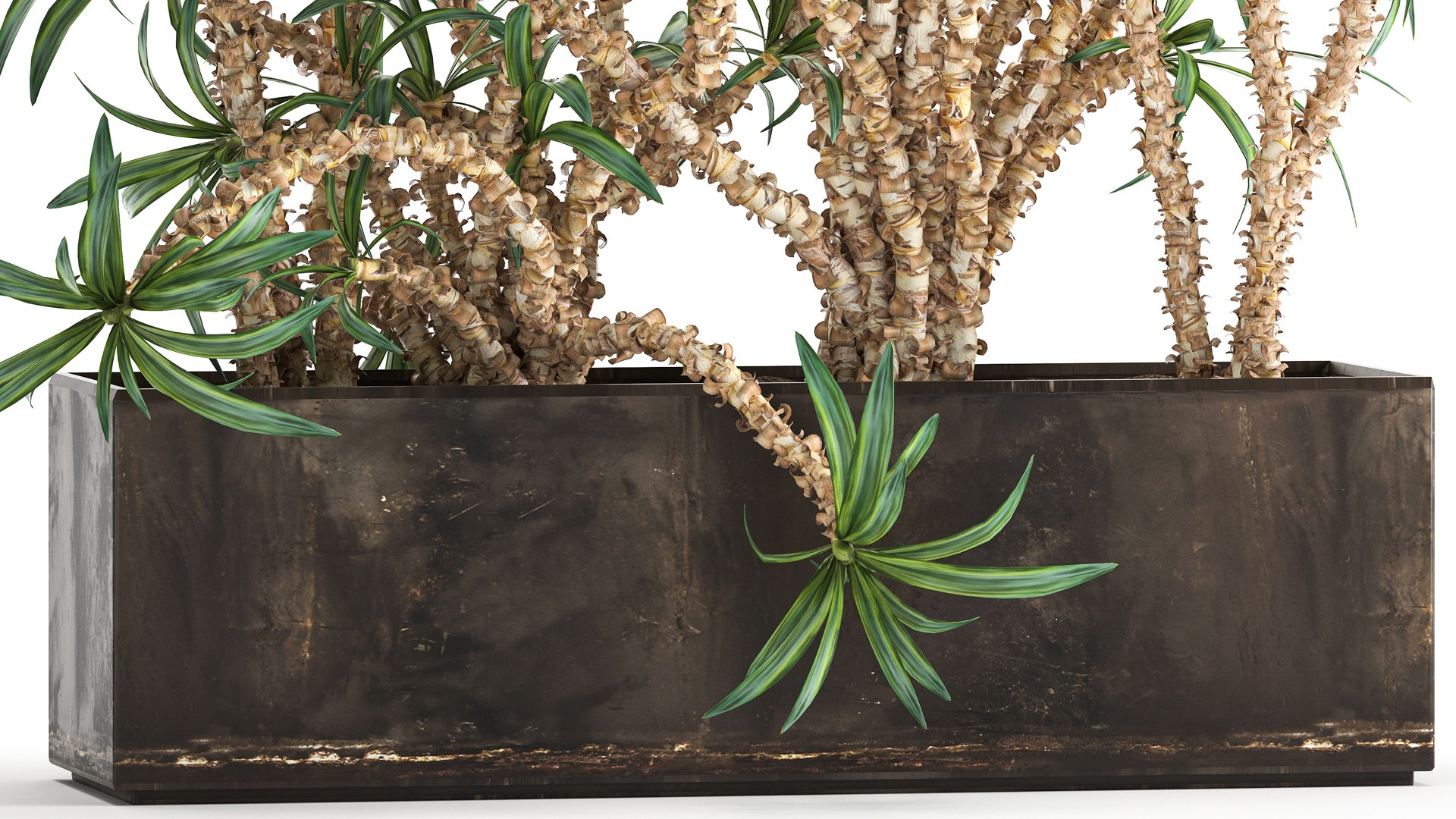 Dracaena in a flowerpot for the interior 1008 model https://p.turbosquid.com/ts-thumb/bj/94WS2h/MU/1plant2606202104/jpg/1624885908/1920x1080/fit_q87/978c2456a6e091d33885d6854cc0d6c385221fa9/1plant2606202104.jpg