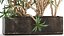 Dracaena in a flowerpot for the interior 1008