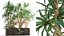Dracaena in a flowerpot for the interior 1008