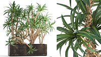 Dracaena in a flowerpot for the interior 1008