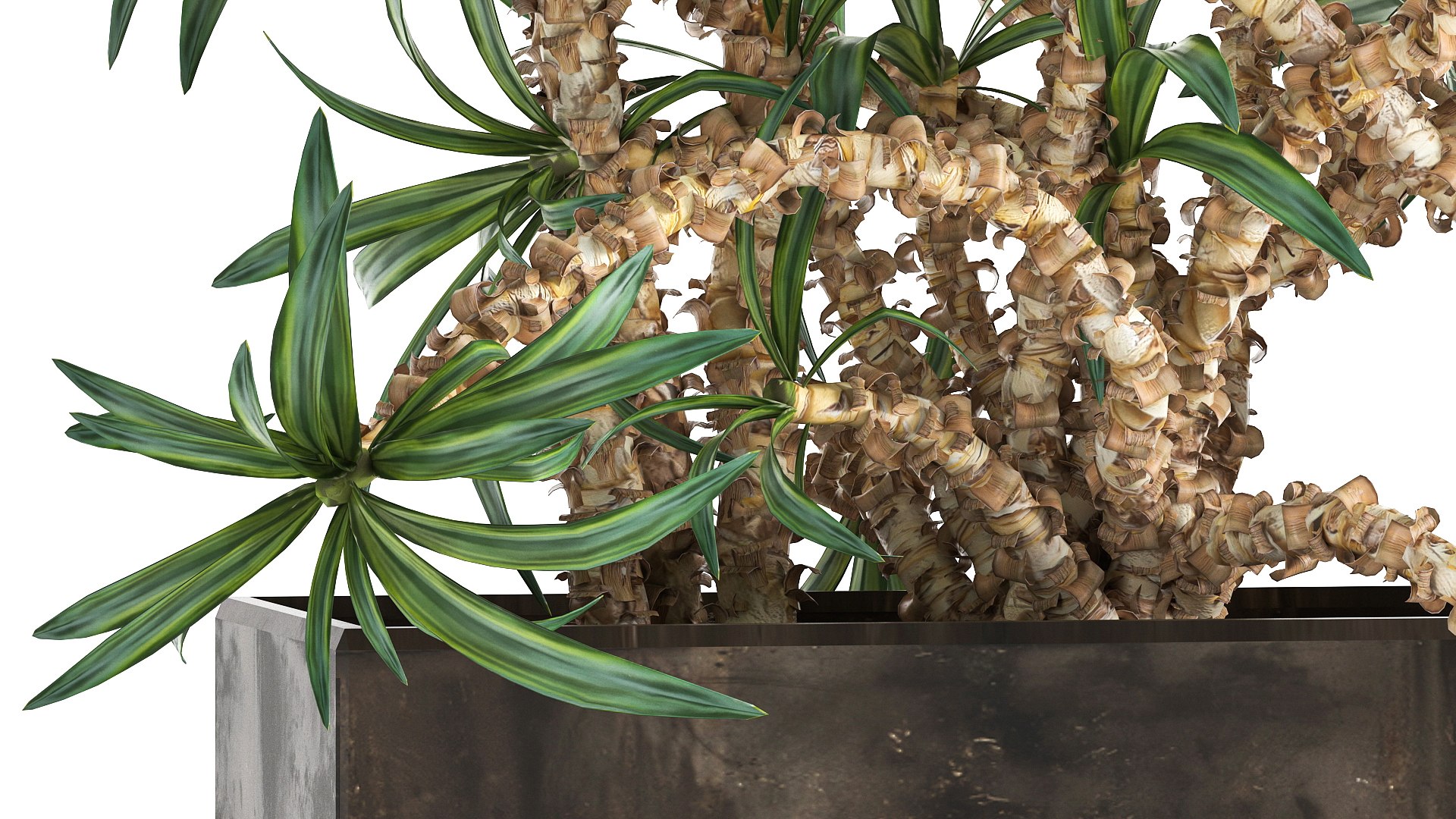 Dracaena in a flowerpot for the interior 1008 model https://p.turbosquid.com/ts-thumb/bj/94WS2h/ZW/1plant2606202105/jpg/1624885843/1920x1080/fit_q87/67ac279f6d7e47a18ebcd88d302d4d0417ed760e/1plant2606202105.jpg