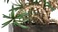 Dracaena in a flowerpot for the interior 1008