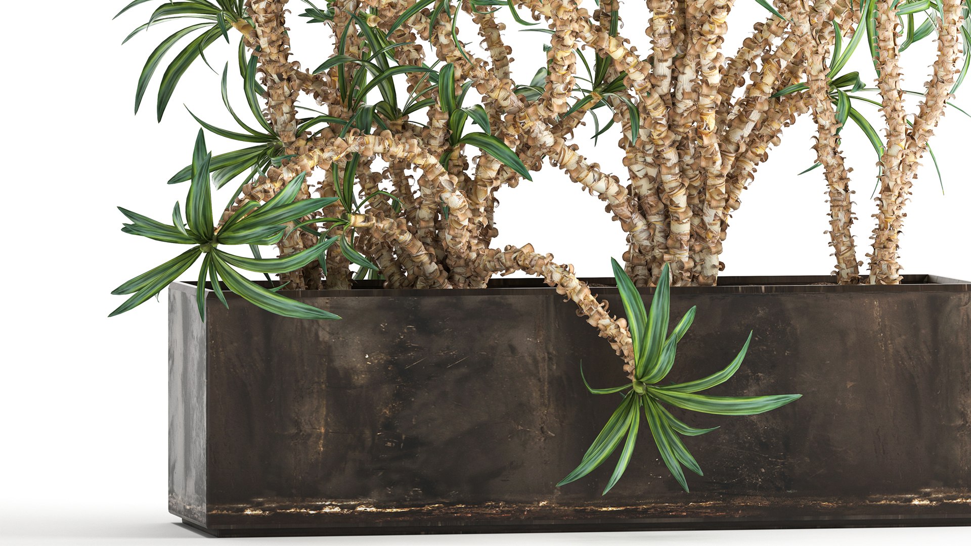 Dracaena in a flowerpot for the interior 1008 model https://p.turbosquid.com/ts-thumb/bj/94WS2h/aN/1plant2606202102/jpg/1624885845/1920x1080/fit_q87/81fab3a84071f7ca1378b1c8f8a1a11128442bec/1plant2606202102.jpg