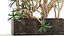 Dracaena in a flowerpot for the interior 1008