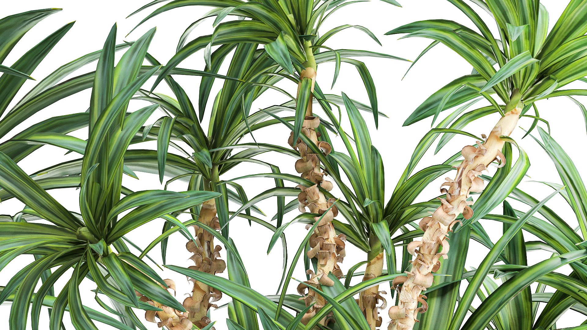 Dracaena in a flowerpot for the interior 1008 model https://p.turbosquid.com/ts-thumb/bj/94WS2h/m4/1plant2606202106/jpg/1624885908/1920x1080/fit_q87/2fdc27b17972a68cb693f4015f94b4e5bcedb9e1/1plant2606202106.jpg