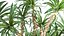 Dracaena in a flowerpot for the interior 1008