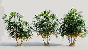 Rhapis excelsa b 3D model