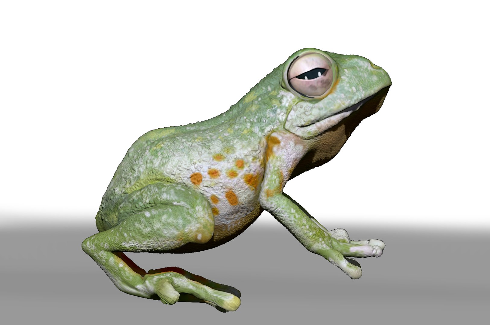 3D Realistic Frog Sculpt - TurboSquid 1736502