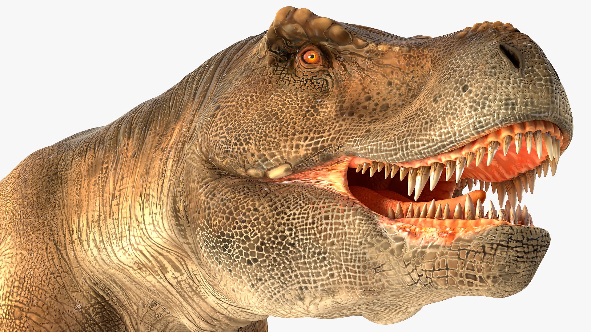 tyrannosaurus rex animal 3D model https://p.turbosquid.com/ts-thumb/bj/EqaloH/5vkbmB9U/animatedtyrannosaurusrexcollectionc4dmodel022/jpg/1593199423/1920x1080/fit_q87/b6b8efef98ca22d96dc296e82131db85ea60c556/animatedtyrannosaurusrexcollectionc4dmodel022.jpg