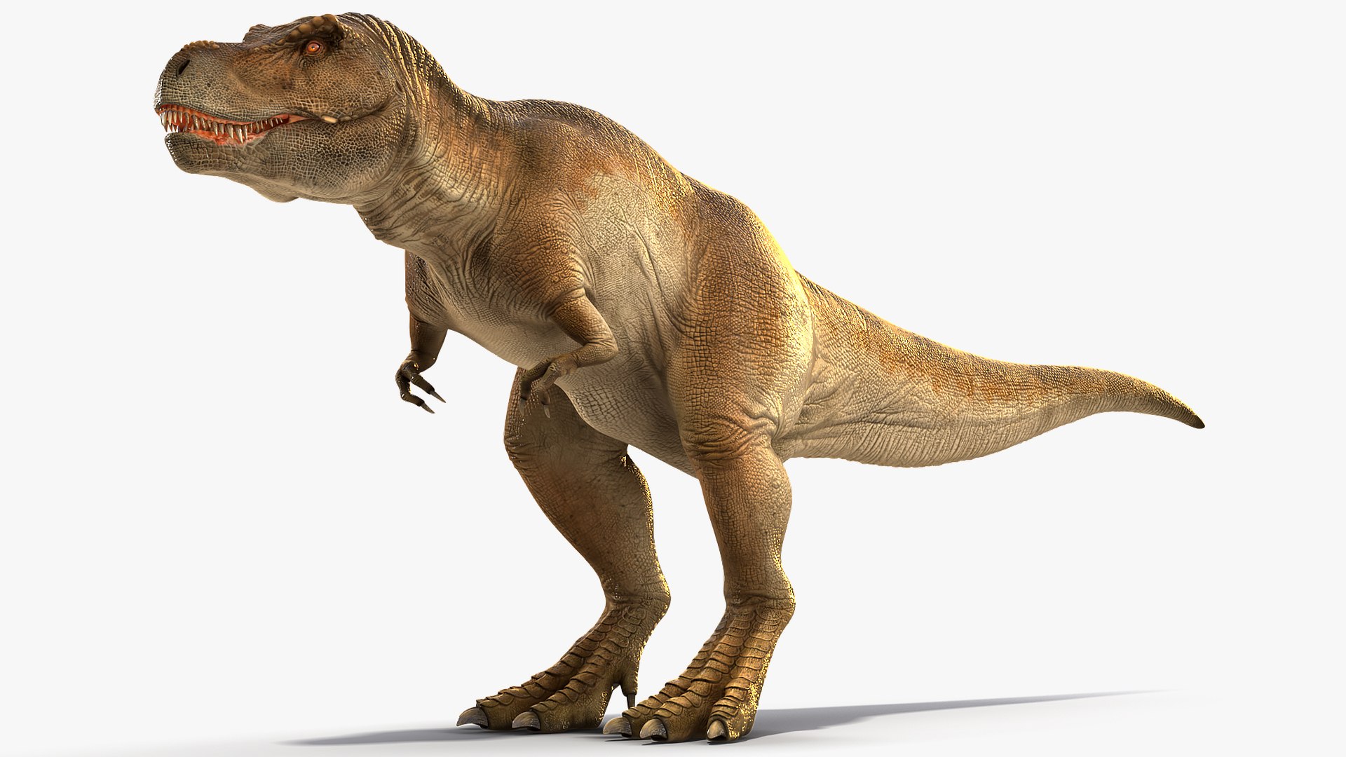tyrannosaurus rex animal 3D model https://p.turbosquid.com/ts-thumb/bj/EqaloH/CAgr3Ehc/animatedtyrannosaurusrexcollectionc4dmodel013/jpg/1593199422/1920x1080/fit_q87/b01e532e6d078753d07ca09c688cdb14e5fda59e/animatedtyrannosaurusrexcollectionc4dmodel013.jpg