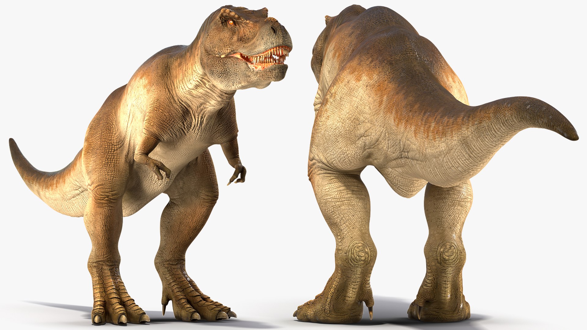 tyrannosaurus rex animal 3D model https://p.turbosquid.com/ts-thumb/bj/EqaloH/KUdbszWp/animatedtyrannosaurusrexcollectionc4dmodel014/jpg/1593199422/1920x1080/fit_q87/4fa8422ff42d7e770d5ee818668b5de41824a49c/animatedtyrannosaurusrexcollectionc4dmodel014.jpg