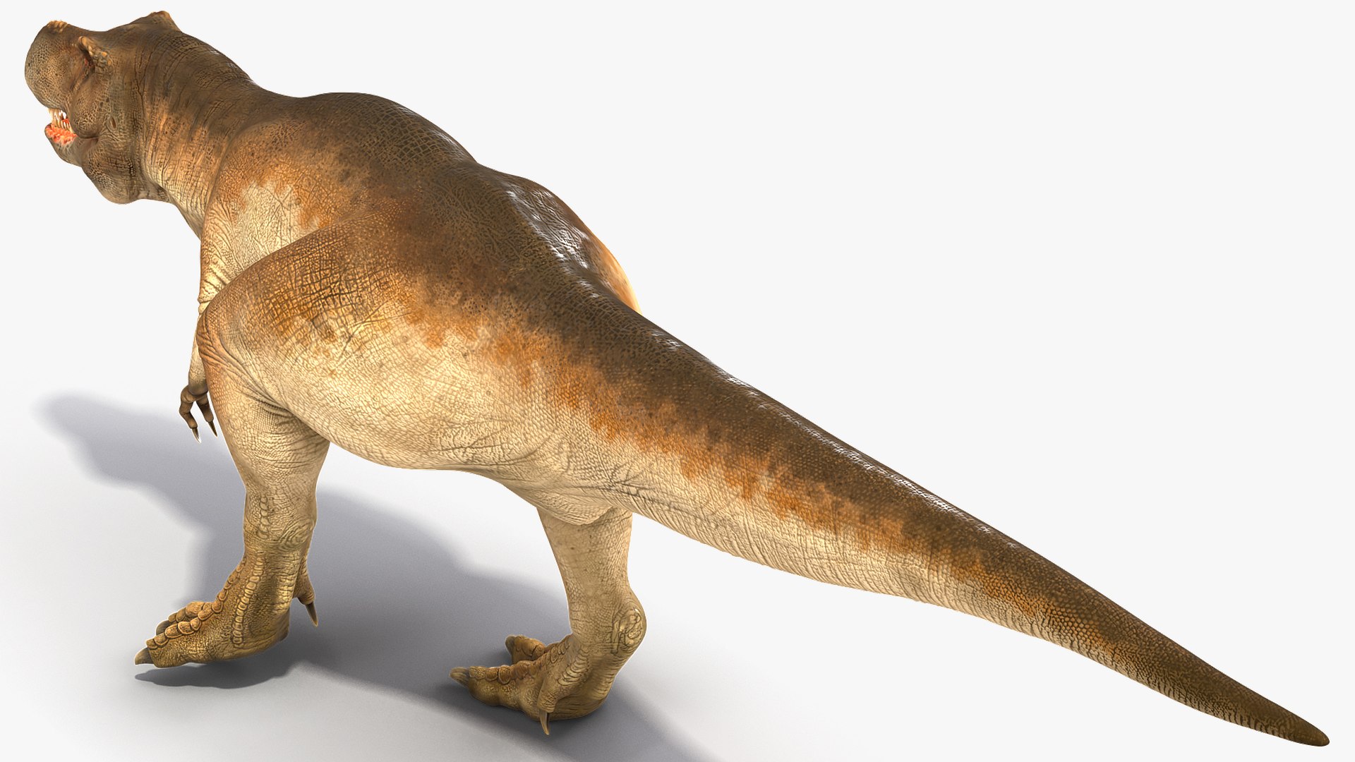 tyrannosaurus rex animal 3D model https://p.turbosquid.com/ts-thumb/bj/EqaloH/PpdeO2We/animatedtyrannosaurusrexcollectionc4dmodel021/jpg/1593199423/1920x1080/fit_q87/5e589bf443d0feeec10ac141d99577af301bf60b/animatedtyrannosaurusrexcollectionc4dmodel021.jpg