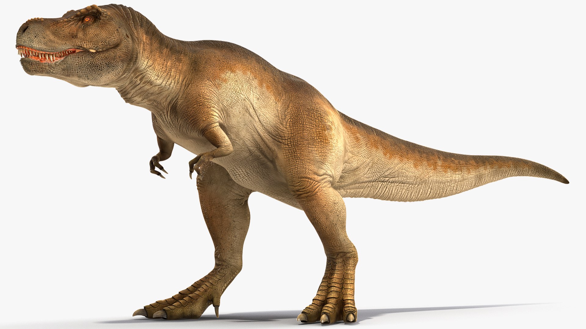 tyrannosaurus rex animal 3D model https://p.turbosquid.com/ts-thumb/bj/EqaloH/ZmfiOIal/animatedtyrannosaurusrexcollectionc4dmodel005/jpg/1593199422/1920x1080/fit_q87/328be41f4fed9fd5d5447b71c489ee7335f1b627/animatedtyrannosaurusrexcollectionc4dmodel005.jpg
