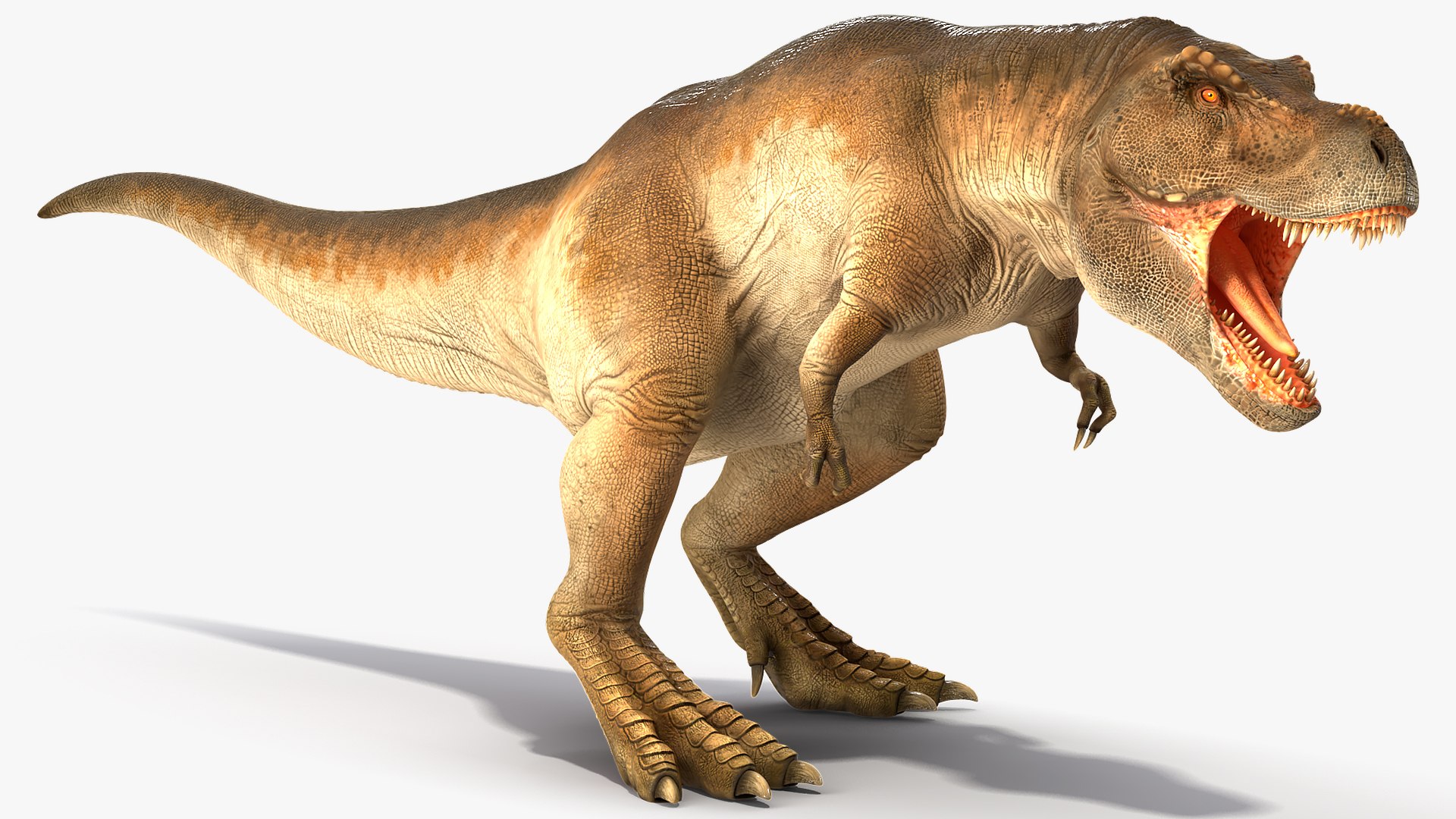 tyrannosaurus rex animal 3D model https://p.turbosquid.com/ts-thumb/bj/EqaloH/mZrSPzko/animatedtyrannosaurusrexcollectionc4dmodel006/jpg/1593199422/1920x1080/fit_q87/5a26517de972de6408c9b27605c30d67cf3cf694/animatedtyrannosaurusrexcollectionc4dmodel006.jpg