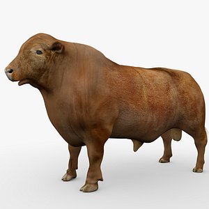 3D RED ANGUS Rigged L2078