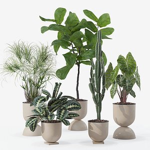 Plants collection 125 3D model