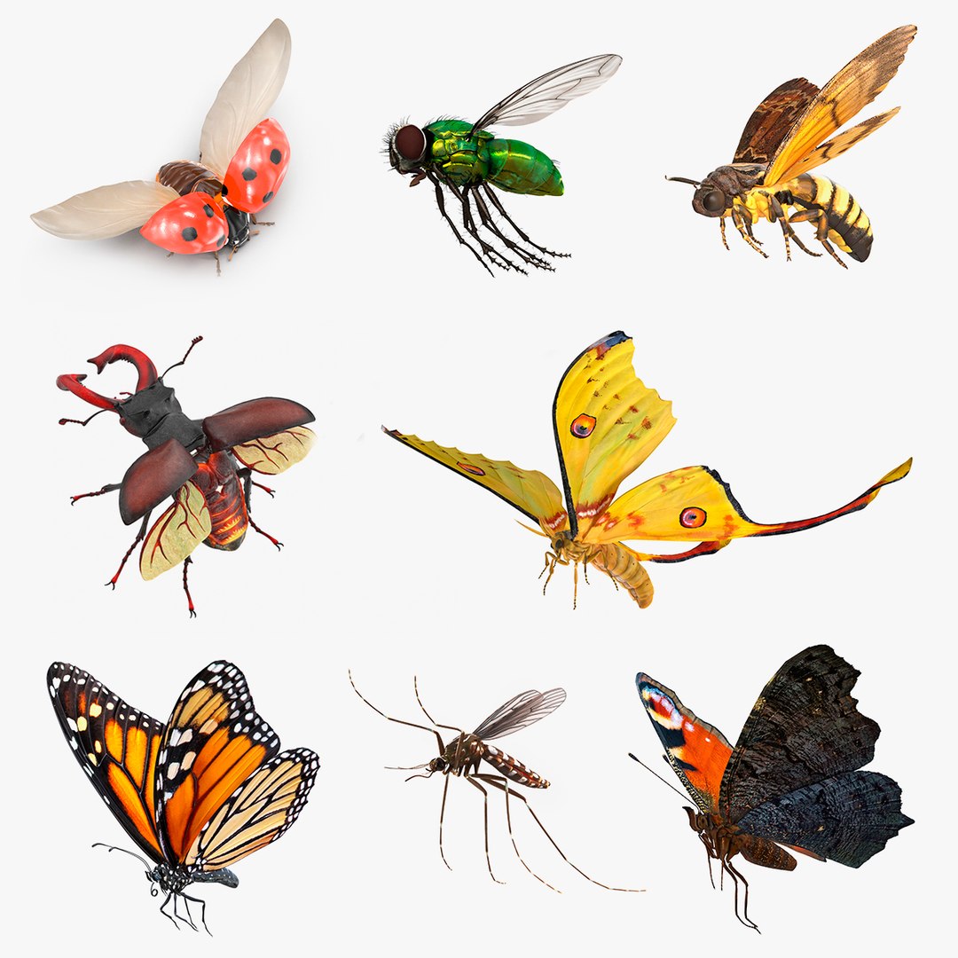 Flying Insects Collection 3 3D model preview