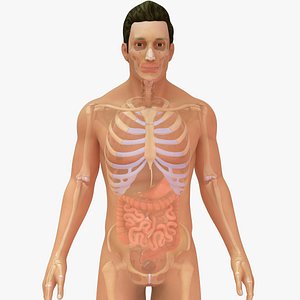 Human Natural body With All Organs And Skeletal System model