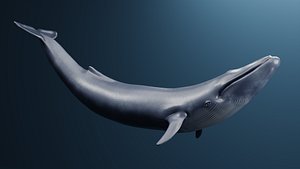 Blue Whale 3D model