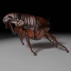 Flea c4d