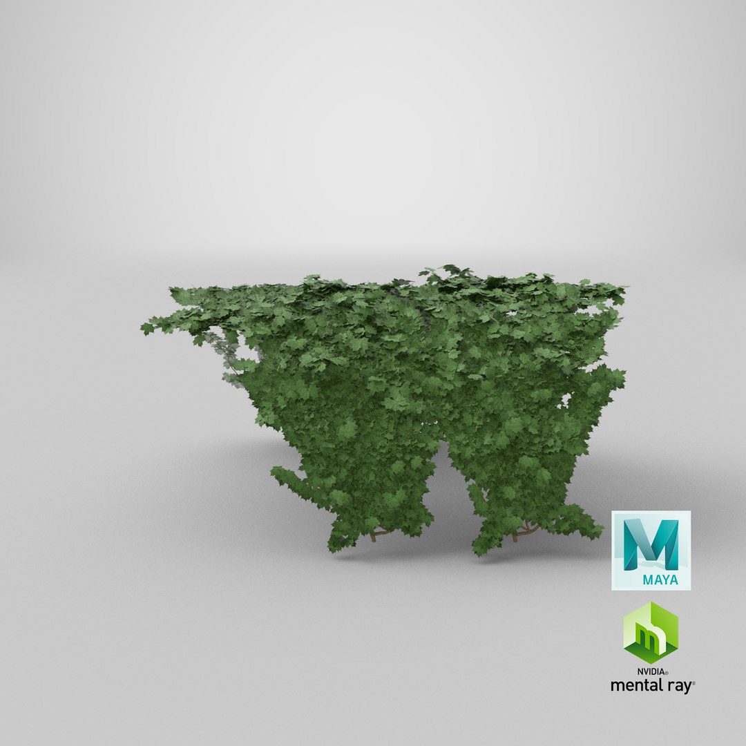 3D model ivy https://p.turbosquid.com/ts-thumb/bj/eJsCos/Uo86cGE0/render.0001/png/1520763211/1920x1080/fit_q87/073fefed5d102f416f2450f8ec8f04cbeab1462c/render.0001.jpg
