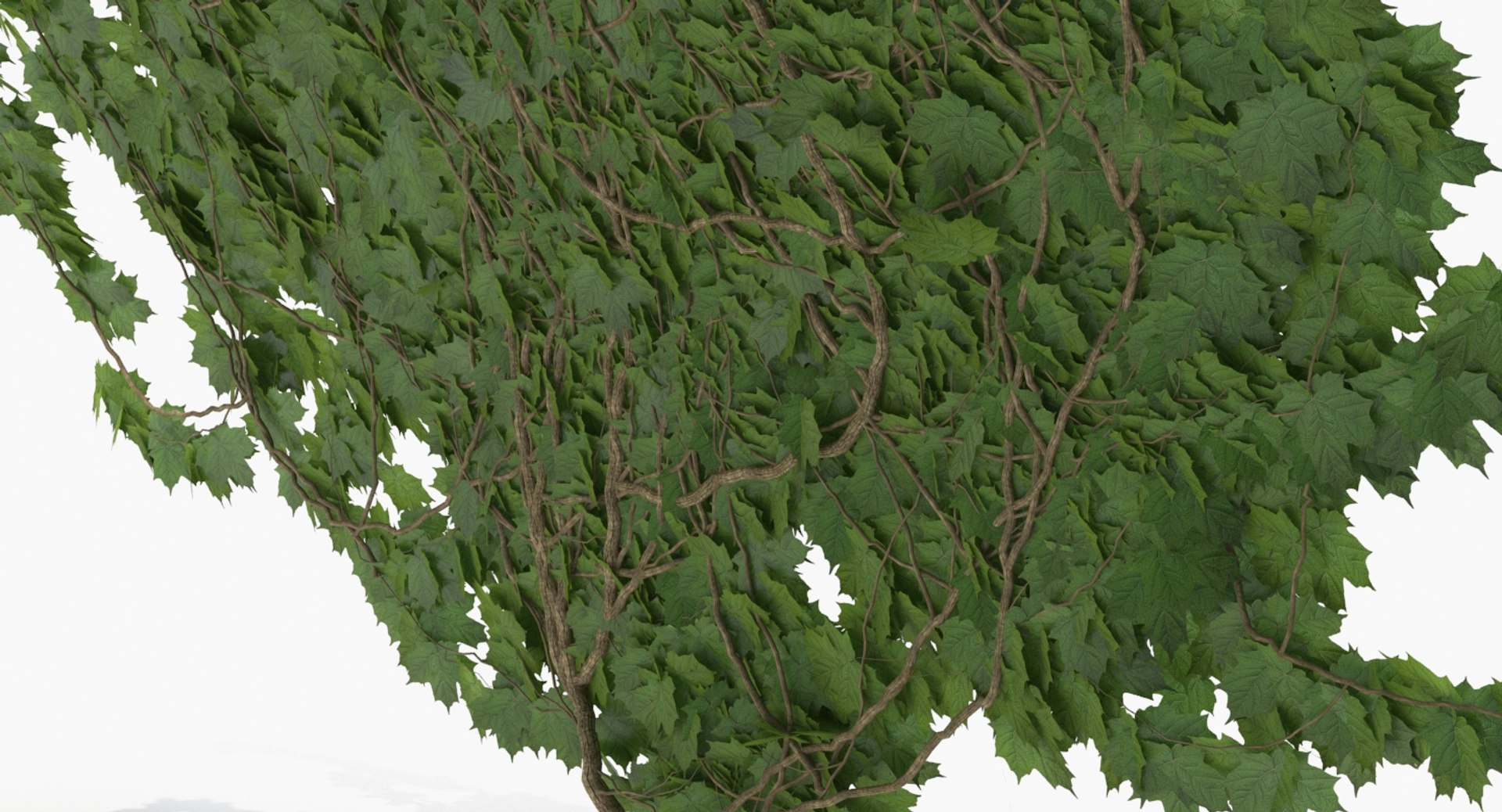3D model ivy https://p.turbosquid.com/ts-thumb/bj/eJsCos/kz91lG7l/ivy_p2_08_view010115/jpg/1517478729/1920x1080/fit_q87/12c22de2e0e35895a88865ba85ec5e59b32817fa/ivy_p2_08_view010115.jpg