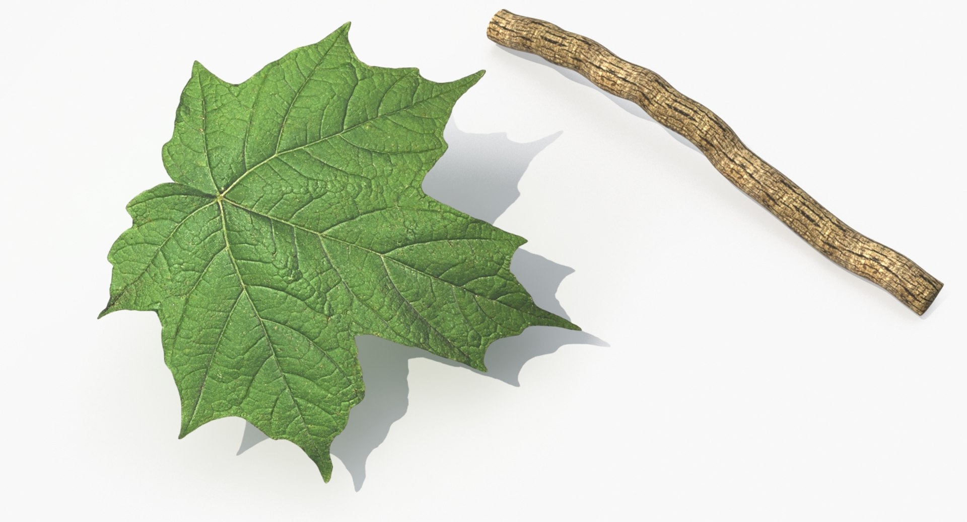 3D model ivy https://p.turbosquid.com/ts-thumb/bj/eJsCos/l4wGMVks/00ecleposssingleelement/jpg/1517478729/1920x1080/fit_q87/74b24694122ec7af839a2b3e76bd325498eaf3b9/00ecleposssingleelement.jpg