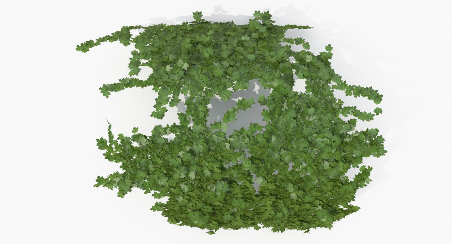 3D model ivy https://p.turbosquid.com/ts-thumb/bj/eJsCos/wY5zmRRm/ivy_p2_08_view010000/jpg/1515946741/1920x1080/fit_q87/49b657333a37e40bc02e5fad80db5329a146a889/ivy_p2_08_view010000.jpg
