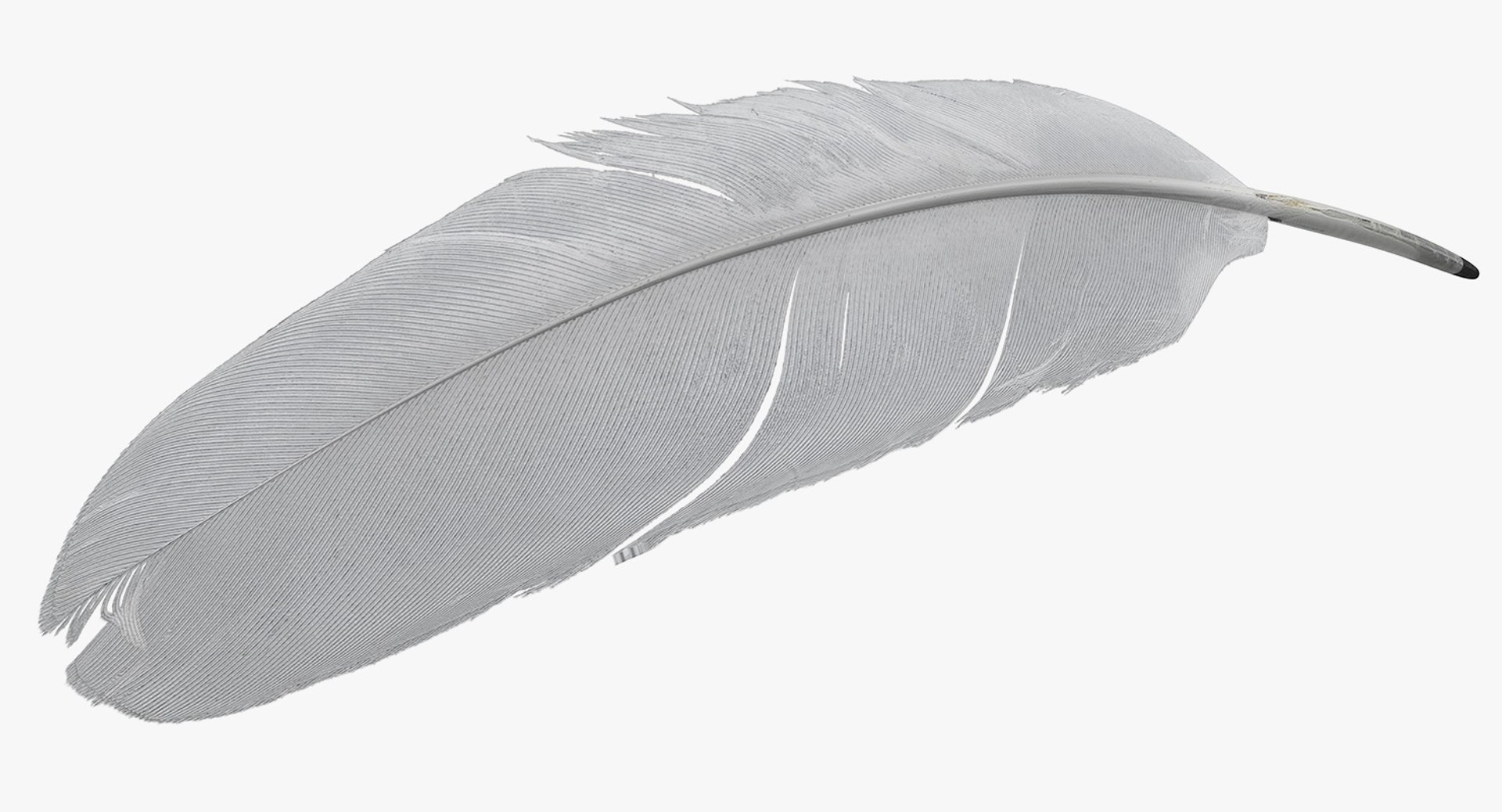 3D white goose feather model https://p.turbosquid.com/ts-thumb/bj/fPwcHV/Lt1rwGCj/whitegoosefeather3dsmodel005/jpg/1563830644/1920x1080/fit_q87/6485d790b675f41a7275e088978f5bcd142fe7d7/whitegoosefeather3dsmodel005.jpg